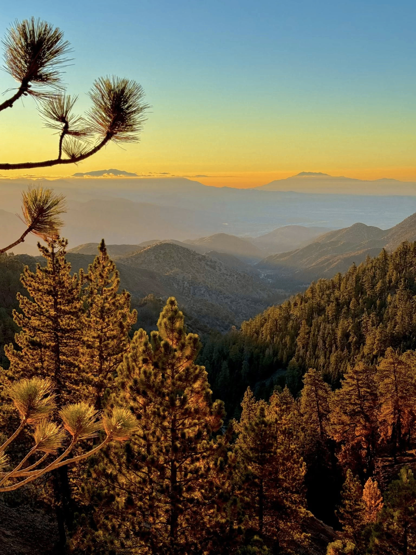 Pine forest above Wrightwood in the San Gabriel Mountains